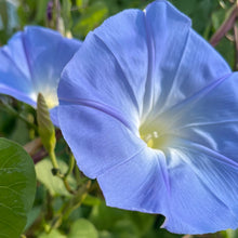 Load image into Gallery viewer, Flower of the Month: October Morning Glory!
